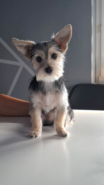 Zdjęcie na okładce dla FRYZJER DLA ZWERZĄT BIELSKO-BIAŁA - Metamorfoza Pupila